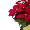 20" Red Artificial Christmas Poinsettia with Gold Wrapped Pot